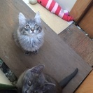 ロシアンブルーのような子猫の里親募集中 - 里親募集