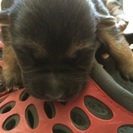 mix 仔犬