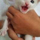 生後1か月の子猫2匹