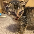 仔猫の女の子です！