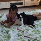 お散歩大好き元気な女の子です - 犬