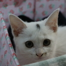 かわいい白猫の子猫ちゃん（男の子）