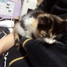 可愛い子猫