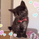【生後一カ月】ふわふわの甘えんぼ♡