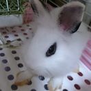 生後４ヶ月のうさぎ