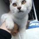 急募！人懐っこい猫(♂)の里親さん
