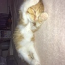 埼玉伊奈町、キジトラ子猫♀ - その他