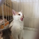 マンチカン4ヶ月雄足長