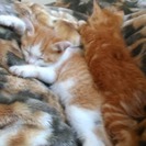２匹の子猫（１－２カ月ほど）里親募集
