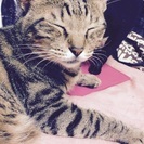 緊急里親さん募集の画像