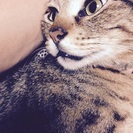 緊急里親さん募集 - 猫