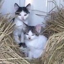 子猫の仲良し兄弟♡♡