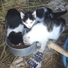 子猫の仲良し兄弟♡♡ − 福井県