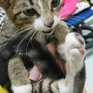 3～５ヶ月の美人ちゃん