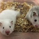 もふもふハムちゃん☆