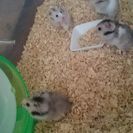 子ハムの里親募集！