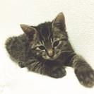 子猫