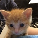 茶トラの子猫です。