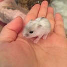 ハムスター赤ちゃん