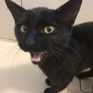 黒猫♂推定6ヶ月〜1歳