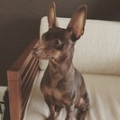ミニチュアピンシャー - 犬