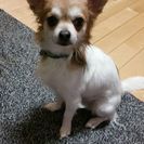 大事に育てて頂ける里親を募集しています。