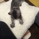 3か月の子猫 - 大阪市
