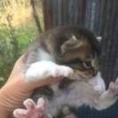 野良の可愛いオス猫保護しました