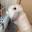 うさぎ ホーランドロップイヤー雄2才