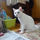里親募集　白猫　洋ねこ　オス去勢済み