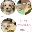 ミニチュアシュナウザー×パピヨン生後3カ月