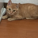 可哀想な捨て猫ちゃん保護しました