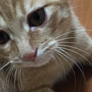 可哀想な捨て猫ちゃん保護しました - 猫