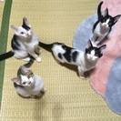 4兄弟の子猫の里親さん募集