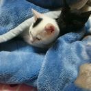 子猫の飼い主募集してます。