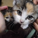 ３５０gほどの子猫が２匹、です。