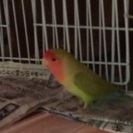コザクラインコ