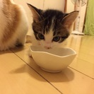 生後１カ月半のこねこ。白ベース、身体のところどころにきじトラ模様...