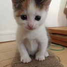 生後1ヵ月半のこねこ。三毛色「みけちゃん」
