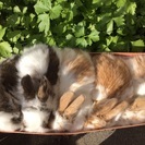 10月13日生まれ ウサギの赤ちゃん