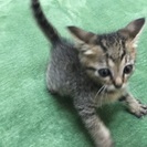 生後1ヶ月半〜2ヶ月 キジトラ - 里親募集