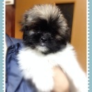 生後2ヶ月の子犬です。