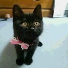 仔猫　800ｇ！！公園に捨てられてました。