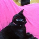 可愛がってください！ - 猫