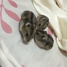 ジャンガリアンハムスター 赤ちゃん