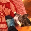 かわいい子猫です。里親さん募集中