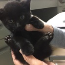 可愛い子猫を保護しました。（男の子）