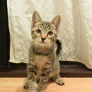保護された猫を生涯大切にして下さる里親さんを探しています。
