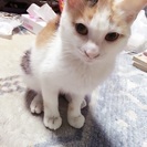 5ヶ月人ナッっこく、すぐついてきます。 - 広島市