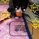 ごんち　かわいいオス